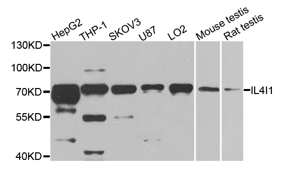 FIG1 / IL4I1 Antibody - Western blot analysis of extracts of various cell lines.