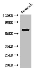 FIG1 / IL4I1 Antibody - Western Blot Positive WB detected in:Mouse stomach tissue All Lanes: IL4I1 antibody at 3ug/ml Secondary Goat polyclonal to rabbit IgG at 1/50000 dilution Predicted band size: 63,66 kDa Observed band size: 63 kDa