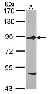 FIG4 Antibody - Sample (30 ug of whole cell lysate). A: HCT116. 7.5% SDS PAGE. KIAA0274 / SAC3 antibody diluted at 1:1000.