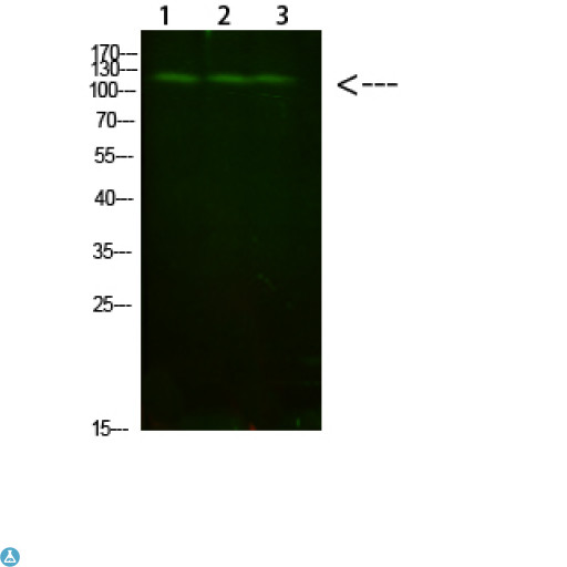 FIG4 Antibody - Western Blot analysis of 1) mouse liver, 2) HeLa, 3) mouse brain cells using primary antibody diluted at 1:1000 (4°C overnight) . Secondary antibody: Goat Anti-rabbit IgG IRDye 800 (diluted at 1:5000, 25°C, 1 hour).