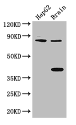FIGN / Fidgetin Antibody - Positive WB detected in:HepG2 whole cell lysate,Mouse brain tissue;All lanes: FIGN antibody at 3ug/ml;Secondary;Goat polyclonal to rabbit IgG at 1/50000 dilution;Predicted band size: 83 kDa;Observed band size: 83,38 kDa;