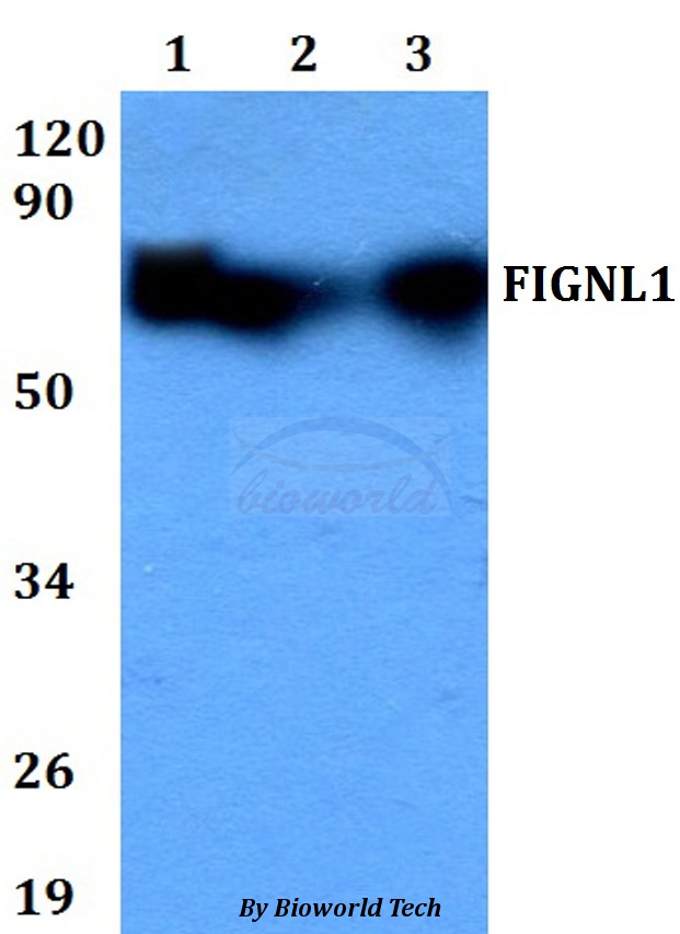 FIGNL1 Antibody - Western blot of FIGNL1 antibody at 1:500 dilution. Lane 1: HEK293T whole cell lysate. Lane 2: Raw264.7 whole cell lysate. Lane 3: PC12 whole cell lysate.