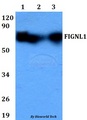 FIGNL1 Antibody - Western blot of FIGNL1 antibody at 1:500 dilution. Lane 1: HEK293T whole cell lysate. Lane 2: Raw264.7 whole cell lysate. Lane 3: PC12 whole cell lysate.
