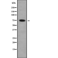 FIGNL1 Antibody - Western blot analysis FIGNL1 using HeLa whole cells lysates