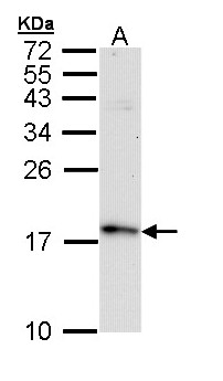 FIS1 Antibody - Sample (30 ug of whole cell lysate). A: Raji. 15% SDS PAGE. FIS1 antibody diluted at 1:10000.