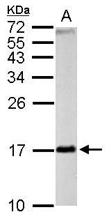 FIS1 Antibody - TTC11 antibody detects FIS1 protein by Western blot analysis. A. 50 ug rat brain lysate/extract. 15 % SDS-PAGE. TTC11 antibody dilution:1:1000