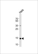 FIS1 Antibody - Western blot of lysate from HeLa cell line with FIS1 Antibody. Antibody was diluted at 1:1000. A goat anti-rabbit IgG H&L (HRP) at 1:10000 dilution was used as the secondary antibody. Lysate at 20 ug.