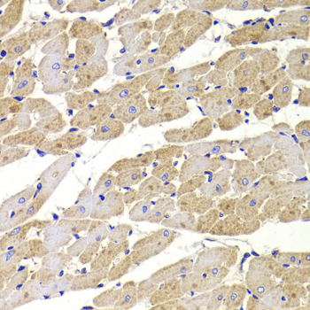 FIS1 Antibody - Immunohistochemistry of paraffin-embedded Rat heart.