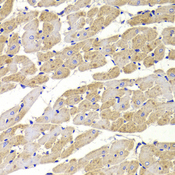 FIS1 Antibody - Immunohistochemistry of paraffin-embedded Rat heart.