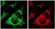 FIS1 Antibody - Immunocytochemical staining and detection of endogenous Fis1 (red) (right) and endogenous mitochondrial Hsp70 (green) (left) in methanol fixed HeLa cells using anti-Fis1, pAb .Picture courtesy of P. Parone, University of Geneva.