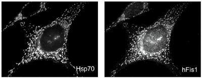 FIS1 Antibody - Localization of endogenous human Fis1 in HeLa cells. Method: Double staining with mtHSP70, mAb (JG1) [left] and using anti-Fis1, pAb [right] on methanol fixed cells reveals mitochondrial localization.