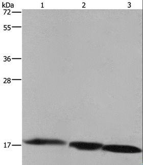 FIS1 Antibody - Western blot analysis of Raji cell, mouse liver and heart tissue, using FIS1 Polyclonal Antibody at dilution of 1:500.