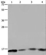 FIS1 Antibody - Western blot analysis of Raji and 293T cell, mouse spleen tissue and A431 cell, using FIS1 Polyclonal Antibody at dilution of 1:800.