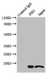 FIS1 Antibody - Immunoprecipitating FIS1 in MCF-7 whole cell lysate;Lane 1: Rabbit monoclonal IgG(1ug)instead of FIS1 Antibody in MCF-7 whole cell lysate.For western blotting, a HRP-conjugated light chain specific antibody was used as the Secondary antibody (1/50000);Lane 2: FIS1 Antibody(4ug)+ MCF-7 whole cell lysate(500ug);Lane 3: MCF-7 whole cell lysate (20ug);