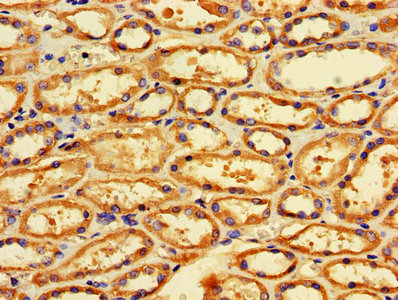 FIS1 Antibody - IHC image of FIS1 Antibody diluted at 1:600 and staining in paraffin-embedded human kidney tissue performed on a Leica BondTM system. After dewaxing and hydration, antigen retrieval was mediated by high pressure in a citrate buffer (pH 6.0). Section was blocked with 10% normal goat serum 30min at RT. Then primary antibody (1% BSA) was incubated at 4°C overnight. The primary is detected by a biotinylated secondary antibody and visualized using an HRP conjugated SP system.