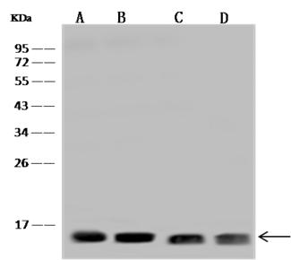 FIS1 Antibody - Anti-FIS1 rabbit polyclonal antibody at 1:500 dilution. Lane A: HepG2 Whole Cell Lysate. Lane B: A549 Whole Cell Lysate. Lane C: HeLa Whole Cell Lysate. Lane D: MCF7 Whole Cell Lysate. Lysates/proteins at 30 ug per lane. Secondary: Goat Anti-Rabbit IgG (H+L)/HRP at 1/10000 dilution. Developed using the ECL technique. Performed under reducing conditions. Predicted band size: 17 kDa. Observed band size: 15 kDa.