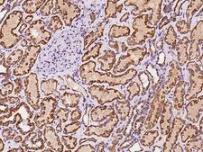 FIS1 Antibody - Immunochemical staining of human FIS1 in human kidney with rabbit polyclonal antibody at 1:100 dilution, formalin-fixed paraffin embedded sections.