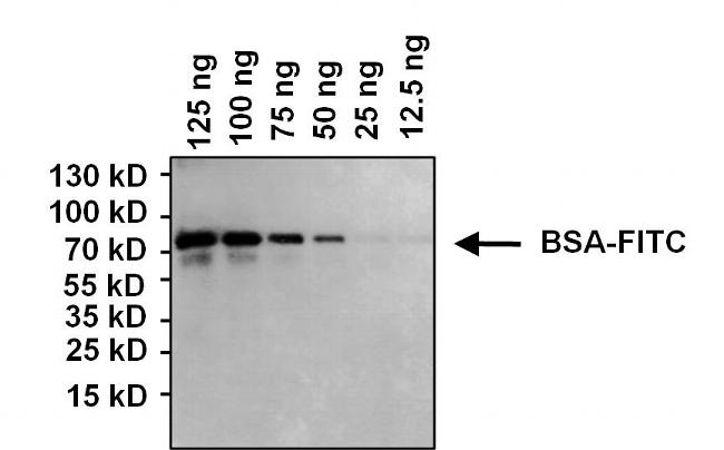 FITC Antibody - Western blot analysis of Fluorescein Isothiocyanate (FITC) was performed by loading various amounts of a FITC-BSA conjugate and 10ul PageRuler Plus Prestained Protein Ladder per well onto a 4-20% Tris-Glycine polyacrylamide gel. Proteins were transferred to a PVDF membrane using the G2 Fast Blotter and blocked with 5% milk in TBST for at least 1 hour at room temperature. FITC-BSA was detected at ~72kD using a FITC monoclonal antibody at a dilution of 1 µg/mL in 5% milk in TBST overnight at 4C on a rocking platform, followed by a goat anti-mouse IgG-HRP secondary antibody at a dilution of 1:50,000 for at least 1 hour. Chemiluminescent detection was performed using SuperSignal West Dura.