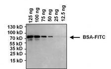 FITC Antibody - Western blot analysis of Fluorescein Isothiocyanate (FITC) was performed by loading various amounts of a FITC-BSA conjugate and 10ul PageRuler Plus Prestained Protein Ladder per well onto a 4-20% Tris-Glycine polyacrylamide gel. Proteins were transferred to a PVDF membrane using the G2 Fast Blotter and blocked with 5% milk in TBST for at least 1 hour at room temperature. FITC-BSA was detected at ~72kD using a FITC monoclonal antibody at a dilution of 1 µg/mL in 5% milk in TBST overnight at 4C on a rocking platform, followed by a goat anti-mouse IgG-HRP secondary antibody at a dilution of 1:50,000 for at least 1 hour. Chemiluminescent detection was performed using SuperSignal West Dura.