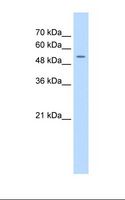 FJX1 Antibody - Jurkat cell lysate. Antibody concentration: 0.5 ug/ml. Gel concentration: 12%.  This image was taken for the unconjugated form of this product. Other forms have not been tested.