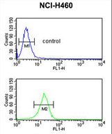 FKBP10 / FKBP65 Antibody - FKBP10 Antibody flow cytometry of NCI-H460 cells (bottom histogram) compared to a negative control cell (top histogram). FITC-conjugated goat-anti-rabbit secondary antibodies were used for the analysis.