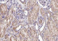 FKBP10 / FKBP65 Antibody - 1:100 staining mouse kidney tissue by IHC-P. The sample was formaldehyde fixed and a heat mediated antigen retrieval step in citrate buffer was performed. The sample was then blocked and incubated with the antibody for 1.5 hours at 22°C. An HRP conjugated goat anti-rabbit antibody was used as the secondary.