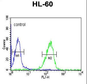 FKBP11 Antibody - FKBP11 Antibody flow cytometry of HL-60 cells (right histogram) compared to a negative control cell (left histogram). FITC-conjugated goat-anti-rabbit secondary antibodies were used for the analysis.