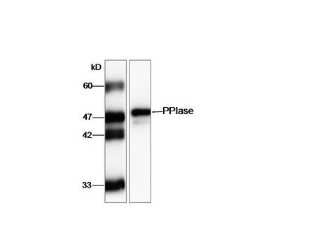 FKBP11 Antibody