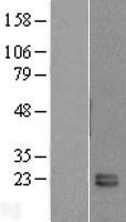 FKBP11 Protein - Western validation with an anti-DDK antibody * L: Control HEK293 lysate R: Over-expression lysate