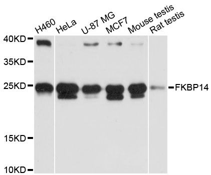 FKBP14 Antibody - Western blot analysis of extracts of various cell lines, using FKBP14 antibody at 1:3000 dilution. The secondary antibody used was an HRP Goat Anti-Rabbit IgG (H+L) at 1:10000 dilution. Lysates were loaded 25ug per lane and 3% nonfat dry milk in TBST was used for blocking. An ECL Kit was used for detection and the exposure time was 10s.