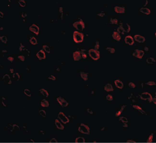 FKBP15 Antibody - Immunofluorescence of FKBP15 in mouse brain tissue with FKBP15 antibody at 20 ug/ml.