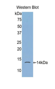 FKBP1A / FKBP12 Antibody - Western blot of recombinant FKBP1A / FKBP12.  This image was taken for the unconjugated form of this product. Other forms have not been tested.