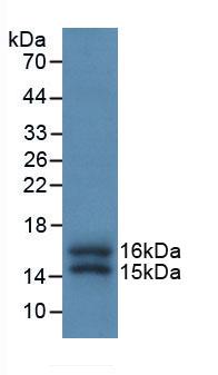 FKBP1A / FKBP12 Antibody - Western Blot; Sample: Recombinant FKBP1A, Human.
