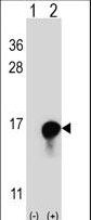 FKBP1A / FKBP12 Antibody - Western blot of FKBP1A (arrow) using rabbit polyclonal FKBP1A Antibody. 293 cell lysates (2 ug/lane) either nontransfected (Lane 1) or transiently transfected (Lane 2) with the FKBP1A gene.