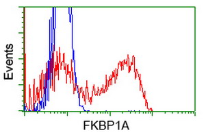 FKBP1A / FKBP12 Antibody - HEK293T cells transfected with either pCMV6-ENTRY FKBP1A (Red) or empty vector control plasmid (Blue) were immunostained with anti-FKBP1A mouse monoclonal, and then analyzed by flow cytometry.