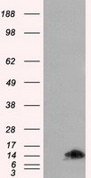FKBP1A / FKBP12 Antibody - HEK293T cells were transfected with the pCMV6-ENTRY control (Left lane) or pCMV6-ENTRY FKBP1A (Right lane) cDNA for 48 hrs and lysed. Equivalent amounts of cell lysates (5 ug per lane) were separated by SDS-PAGE and immunoblotted with anti-FKBP1A.