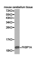 FKBP1A / FKBP12 Antibody - Western blot of extracts of mouse cerebellum tissue, using FKBP1A antibody.