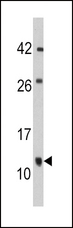 FKBP1B / FKBP12.6 Antibody - Western blot of anti-FKBP1B Antibody (N-term E6) in mouse cerebellum tissue lysates (35 ug/lane). FKBP1B (arrow) was detected using the purified antibody.