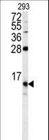 FKBP1B / FKBP12.6 Antibody - Western blot of FKBP1B antibody in 293 cell line lysates (35 ug/lane). FKBP1B (arrow) was detected using the purified antibody.