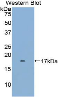 FKBP1B / FKBP12.6 Antibody - Western blot of recombinant FKBP1B / FKBP12.6.  This image was taken for the unconjugated form of this product. Other forms have not been tested.