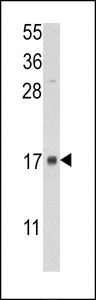 FKBP2 Antibody - Western blot of lysate from human placenta tissue lysate, using FKBP2 Antibody. Antibody was diluted at 1:1000 at each lane. A goat anti-rabbit IgG H&L (HRP) at 1:5000 dilution was used as the secondary antibody. Lysate at 35ug per lane.