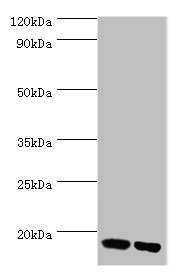 FKBP2 Antibody - Western blot All lanes: Peptidyl-prolyl cis-trans isomerase FKBP2 antibody at 10µg/ml Lane 1: Mouse thymus tissue Lane 2: Rat brain tissue Secondary Goat polyclonal to rabbit IgG at 1/10000 dilution Predicted band size: 16 kDa Observed band size: 16 kDa