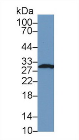 FKBP25 / FKBP3 Antibody - Western Blot; Sample: Human Hela cell lysate; Primary Ab: 1µg/ml Rabbit Anti-Mouse FKBP3 Antibody Second Ab: 0.2µg/mL HRP-Linked Caprine Anti-Rabbit IgG Polyclonal Antibody