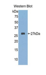 FKBP25 / FKBP3 Antibody - Western blot of recombinant FKBP25 / FKBP3.  This image was taken for the unconjugated form of this product. Other forms have not been tested.