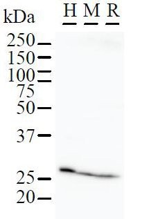 FKBP25 / FKBP3 Antibody - Western blot of immunized recombinant protein using FKBP3 antibody. Detection of FBP3 by Western Blot. Samples: Whole cell lysate from human HeLa (H, 50 ug), mouse NIH3T3 (M, 50 ug) and rat F2408 (R, 50 ug) cells.