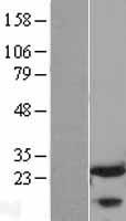 FKBP25 / FKBP3 Protein - Western validation with an anti-DDK antibody * L: Control HEK293 lysate R: Over-expression lysate