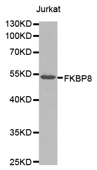FKBP38 / FKBP8 Antibody - Western blot analysis of extracts of Jurkat cells, using FKBP8 antibody. The secondary antibody used was an HRP Goat Anti-Rabbit IgG (H+L) at 1:10000 dilution. Lysates were loaded 25ug per lane and 3% nonfat dry milk in TBST was used for blocking.