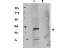 FKBP38 / FKBP8 Antibody - Anti-FKBP8 Antibody - Western Blot. Western blot of protein A purified anti-FKBP8 antibody shows detection of exogenous FKBP8 in 50 ug of HEK293T whole cell lysate (lane 1). The results of peptide competition are shown in lane 2 where no specific staining is noted after the antibody is first incubated for 1h with the immunizing peptide in 5% BLOTTO prior to reaction with the membrane. The membrane was probed with the primary antibody at a 1:1000 dilution in 5% BLOTTO at 4C, overnight. Personal Communication, Olga Aprelikova, CCR-NCI, Bethesda, MD.