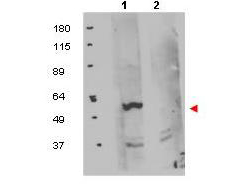 FKBP38 / FKBP8 Antibody - Anti-FKBP8 Antibody - Western Blot. Western blot of protein A purified anti-FKBP8 antibody shows detection of exogenous FKBP8 in 50 ug of HEK293T whole cell lysate (lane 1). The results of peptide competition are shown in lane 2 where no specific staining is noted after the antibody is first incubated for 1h with the immunizing peptide in 5% BLOTTO prior to reaction with the membrane. The membrane was probed with the primary antibody at a 1:1000 dilution in 5% BLOTTO at 4C, overnight. Personal Communication, Olga Aprelikova, CCR-NCI, Bethesda, MD.
