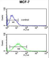 FKBP4 / FKBP52 Antibody - FKBP4 Antibody flow cytometry of MCF-7 cells (bottom histogram) compared to a negative control cell (top histogram). FITC-conjugated goat-anti-rabbit secondary antibodies were used for the analysis.